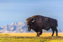 Our Wild West journey