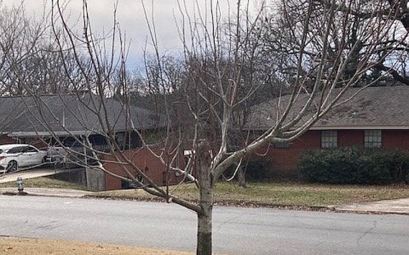 IN THE GARDEN: To prune or not to prune | Arkansas Democrat Gazette