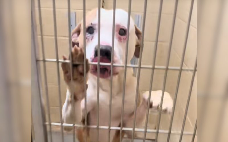 Staff thought shelter dog was blind when he arrived, then the truth emerged