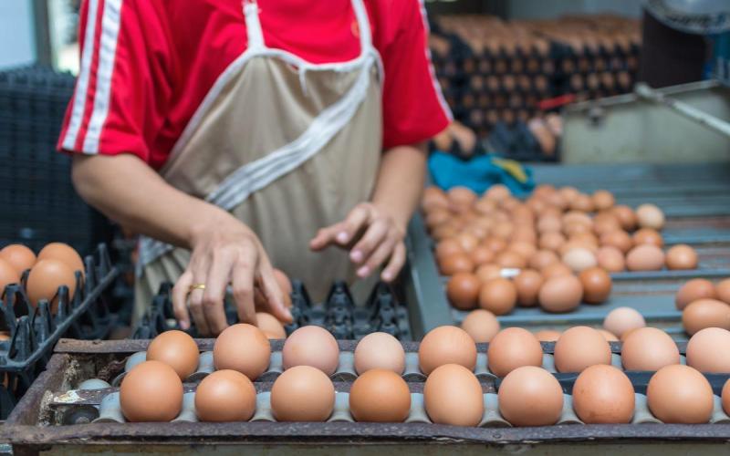 American Hatcheries Report 254 Million Eggs Incubated As Placements Rise
