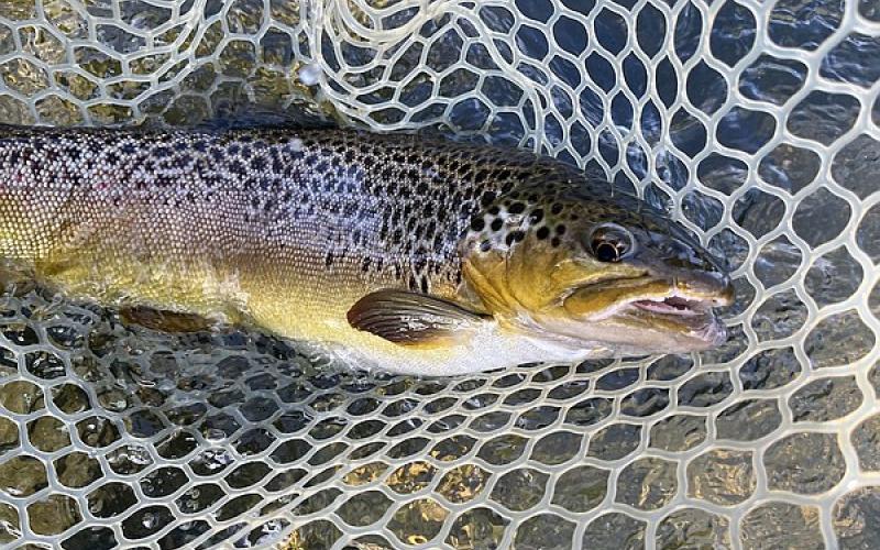 New rod and new hooks make for great day on the river | Whole Hog Sports