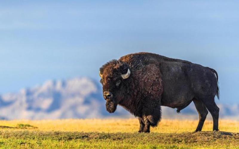 Our Wild West journey