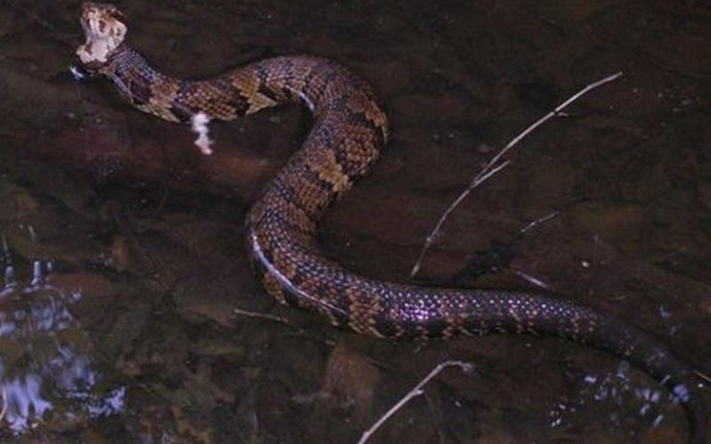 High school football player finds highly venomous snake in his helmet during practice