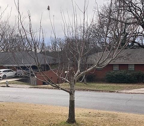 IN THE GARDEN: To prune or not to prune | Arkansas Democrat Gazette