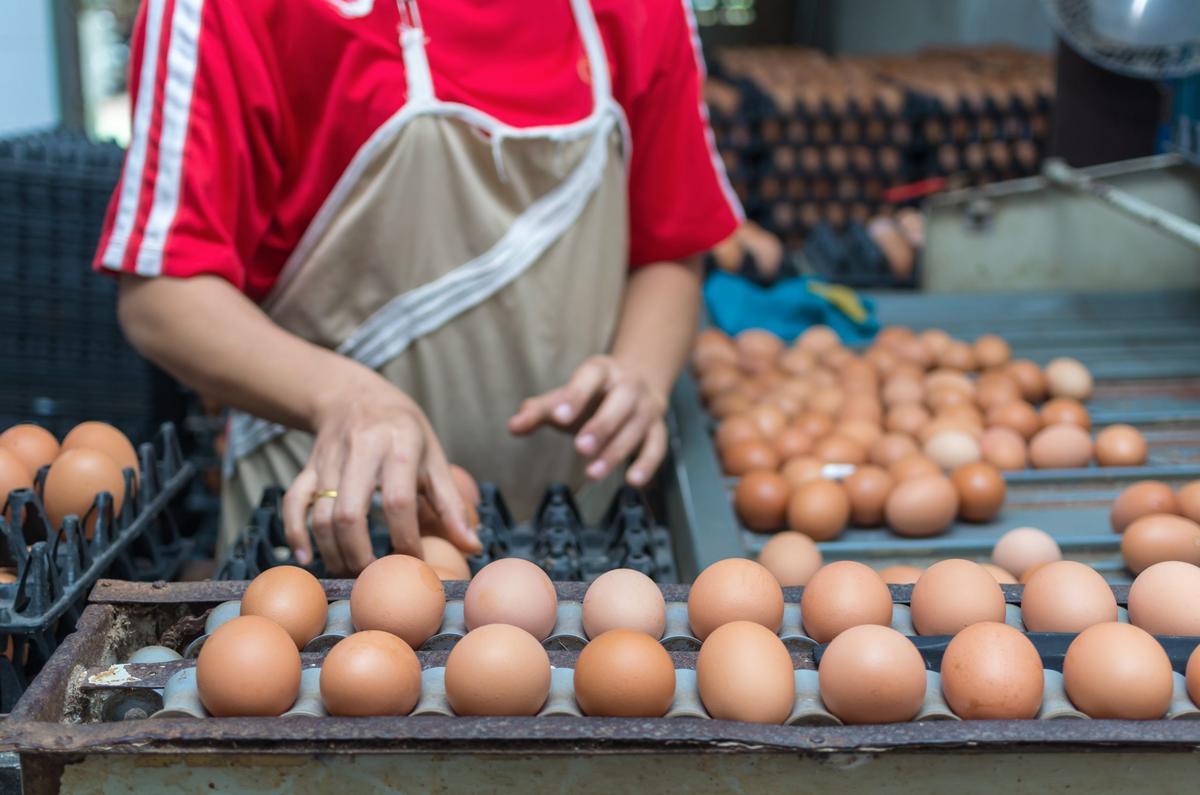American Hatcheries Report 254 Million Eggs Incubated As Placements Rise