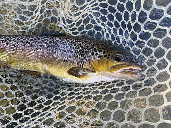 New rod and new hooks make for great day on the river | Whole Hog Sports