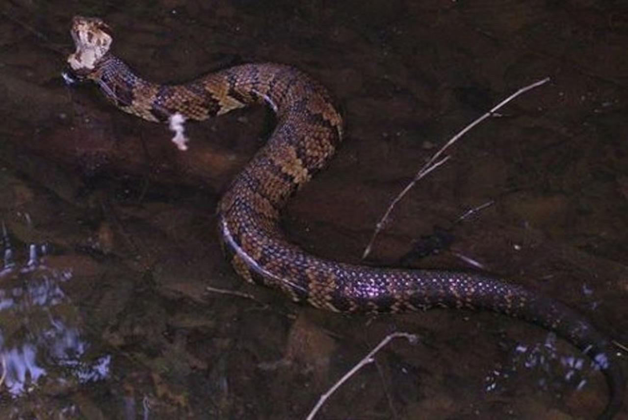 High school football player finds highly venomous snake in his helmet during practice