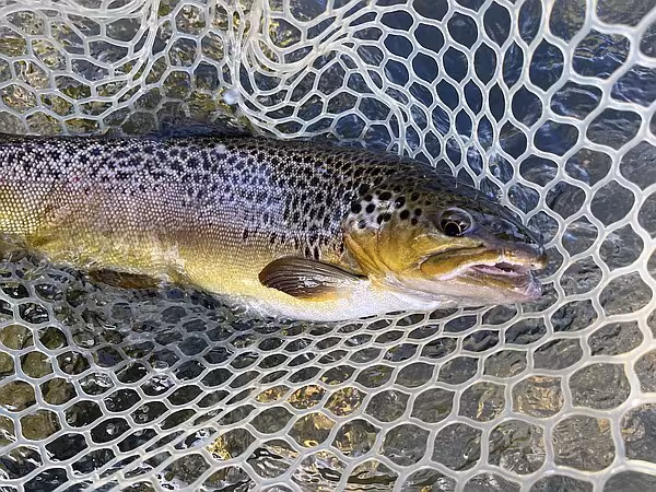 New rod and new hooks make for great day on the river | Whole Hog Sports
