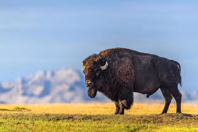 Our Wild West journey