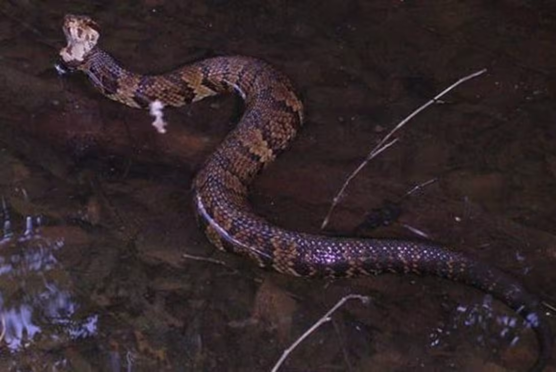 High school football player finds highly venomous snake in his helmet during practice